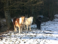 Pony