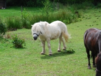 Pony