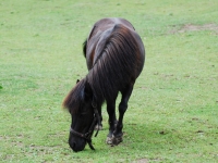 Pony